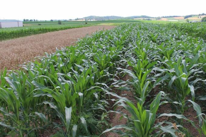 Farmers Advised to Report Crop Damage via Agricultural Officers or Toll-Free Number: Agriculture Minister