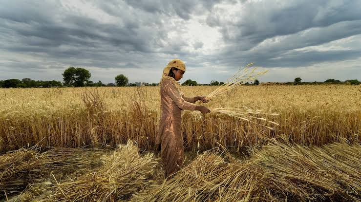 Haryana Raises Rabi Crop Production Limits to Boost Farmers’ Earnings