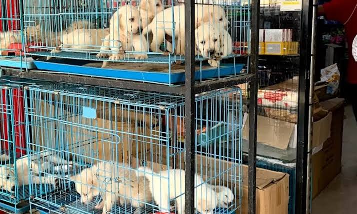 Punjab Mandates Registration of Pet Shops and Breeders to Boost Animal Welfare