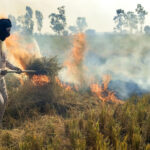 Punjab Launches Eco-Friendly Boiler Subsidy to Turn Crop Waste Into Industrial Energy