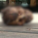 Human Skull Found on Car Roof Sparks Panic in Amritsar