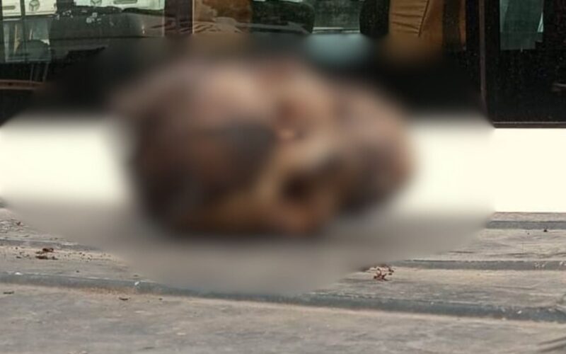 Human Skull Found on Car Roof Sparks Panic in Amritsar