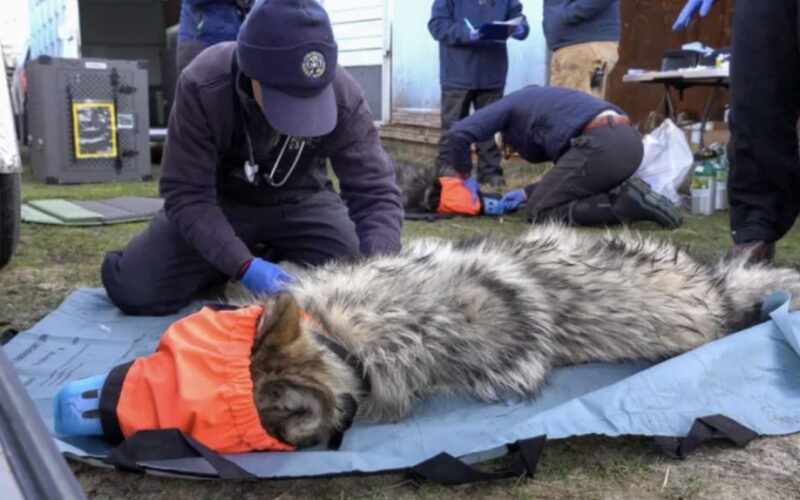 Colorado to Reevaluate Wolf Relocation Protocols Amid High Mortality Rate, Plans for Second Translocation from British Columbia
