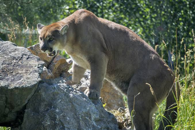 B.C. Man Escapes Cougar Attack with Minor Injuries After Punching Predator