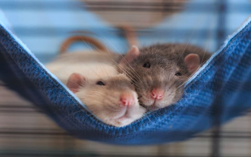 Alberta Marks 75 Years Rat-Free with Continued Vigilance and Pride