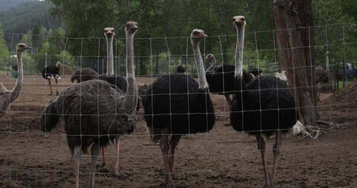 B.C. Ostrich Farm Battles Avian Flu Cull in Federal Appeal Court