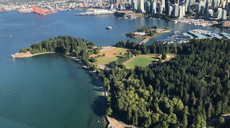 Massive Tree Removal in Stanley Park Enters Final Phase Amid Looper Moth Infestation