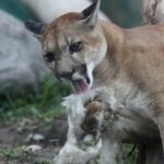 B.C. Mountain Biker Survives Close Encounter with Cougar Near Garibaldi Park