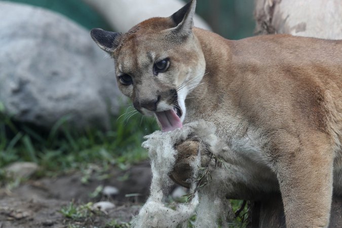 B.C. Mountain Biker Survives Close Encounter with Cougar Near Garibaldi Park