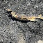 'Airborne' Fish Causes Brush Fire and Power Outage in British Columbia