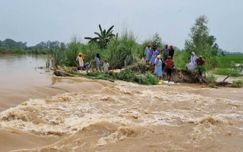 Fresh Showers Likely in Punjab; Pong Dam Water Release Puts Hoshiarpur on High Alert