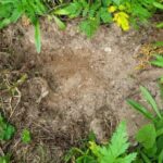 Ktunaxa Nation Urges Public to Stop Unauthorized Harvesting of Sacred ʔayut Plant in B.C