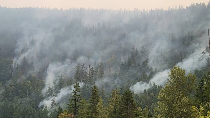 Wesley Ridge Wildfire Rages Unchecked on Vancouver Island, Forcing Hundreds to Evacuate