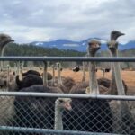 Supporters Rally to Save B.C. Ostrich Farm Flock Facing Avian Flu Cull