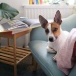 When Pets Can’t Bear Goodbyes: Helping Your Furry Friends Cope With Separation Anxiety