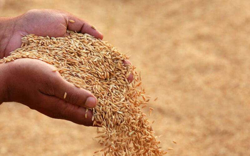 Punjab Launches Paddy Procurement Despite Flood-Hit Farmlands
