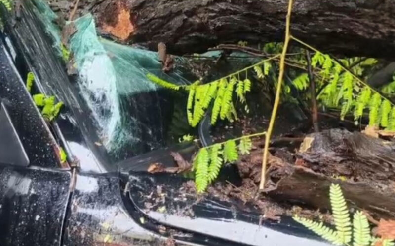 Panchkula: Six Children Injured as Tree Falls on School Van Amid Heavy Rain