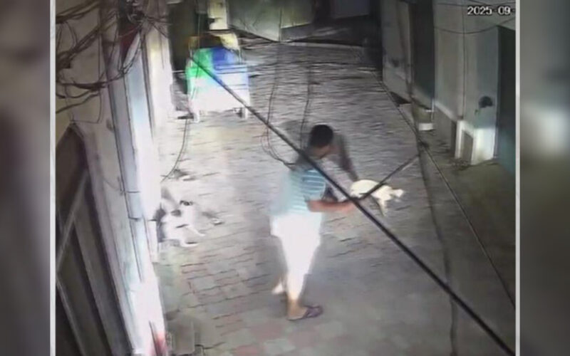 Brutal Attack on Dogs in Jalandhar Cantt Sparks Outrage, Police Launch Investigation