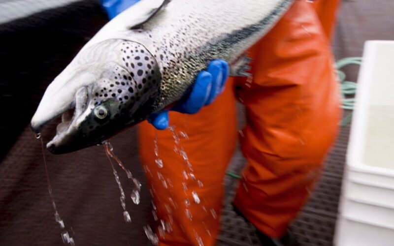 B.C. First Nations Seek Meeting with PM Carney to Discuss Salmon Protection and Open-Net Farm Ban