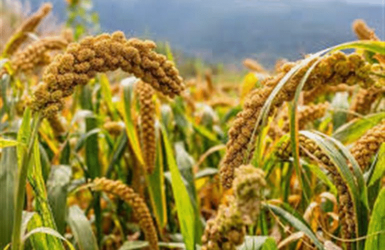 Haryana Raises Bajra Procurement Price, Assures MSP Payment to Farmers