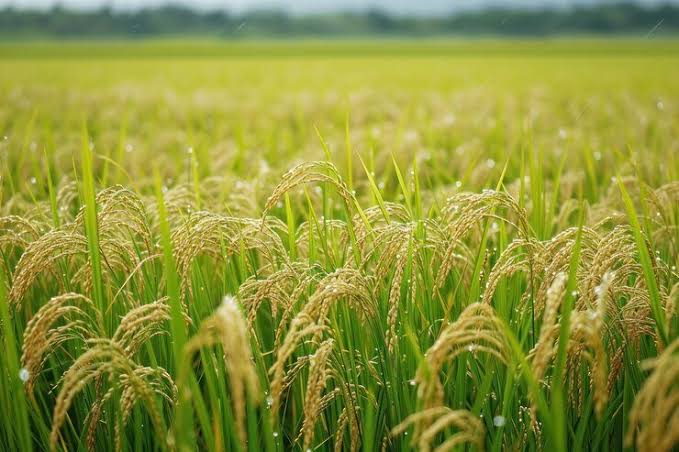 Haryana Transfers ₹543.66 Crore Directly to Farmers’ Accounts in Kharif Procurement Season