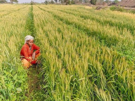 Haryana Govt Transfers ₹5,932 Crore Directly to Farmers’ Accounts During Kharif Procurement