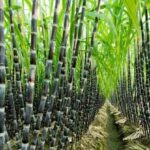 Haryana Hikes Sugarcane Price by ₹15 Per Quintal, Farmers Receive a ‘Special Diwali Gift’: Agriculture Minister Shyam Singh Rana