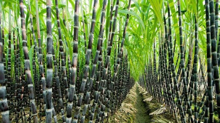 Haryana Hikes Sugarcane Price by ₹15 Per Quintal, Farmers Receive a ‘Special Diwali Gift’: Agriculture Minister Shyam Singh Rana