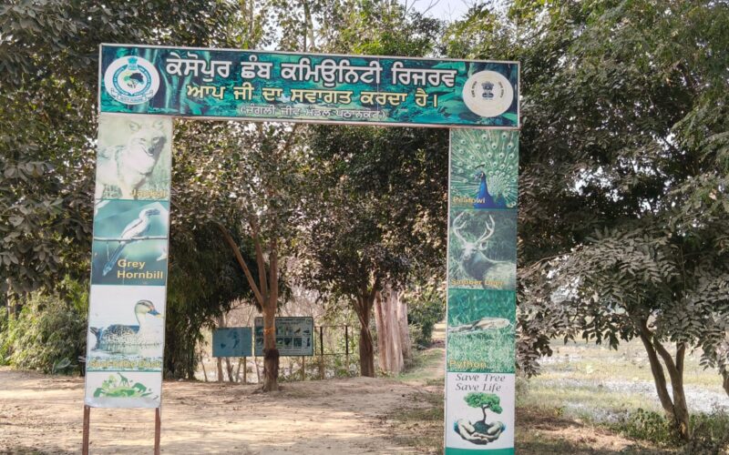 India’s Largest Migratory Bird Habitat, Keshopur Chhamb, Struggles for Survival Amid Neglect