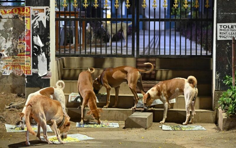 Supreme Court orders complete removal of stray dogs from near schools, railway stations and bus stands
