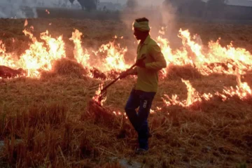 Punjab Records 1,007 Stubble Burning Incidents; Tarn Taran Accounts for Nearly 40% of Cases