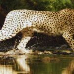 PM Modi Marks International Cheetah Day, Highlights India’s Conservation Gains