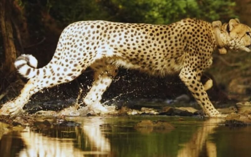 PM Modi Marks International Cheetah Day, Highlights India’s Conservation Gains