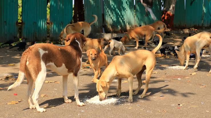 Delhi Government Orders Schools to Appoint Nodal Officers for Stray Dog Issues, Teachers Raise Objections