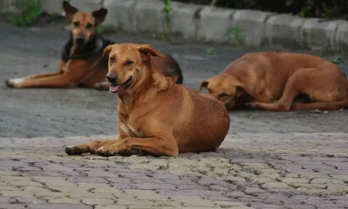 Mass dog killings in Telangana: 500 canines poisoned to death to fulfil poll promise