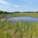 Alberta Invests $5.3 Million to Rebuild Wetlands and Strengthen Climate Resilience