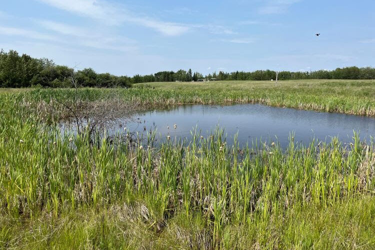 Alberta Invests $5.3 Million to Rebuild Wetlands and Strengthen Climate Resilience