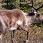Alberta Surpasses 6,100 Kilometres in Caribou Habitat Restoration Since 2019