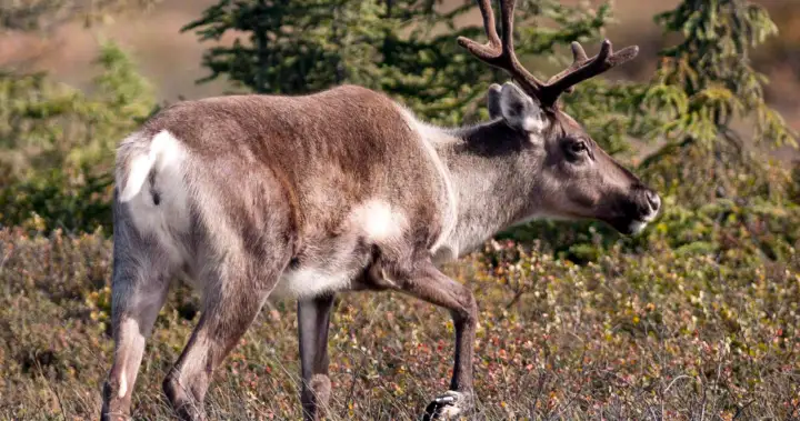 Alberta Surpasses 6,100 Kilometres in Caribou Habitat Restoration Since 2019