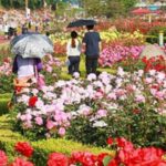 Traffic and Parking Advisory Issued Ahead of Three-Day Rose Festival in Chandigarh