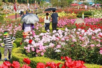Traffic and Parking Advisory Issued Ahead of Three-Day Rose Festival in Chandigarh