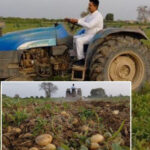 Distress Sale Crisis Deepens: Punjab Farmer Destroys Potato Crop Amid Poor Market Prices