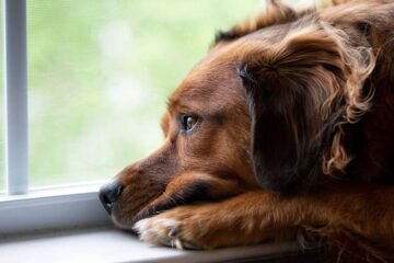 Quebec Housing Tribunal Strikes Down “No-Pet” Clause as Violation of Human Rights