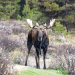 Northeastern Ontario Man Receives Lifetime Hunting Ban Following Moose Poaching Investigation