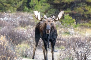 Northeastern Ontario Man Receives Lifetime Hunting Ban Following Moose Poaching Investigation
