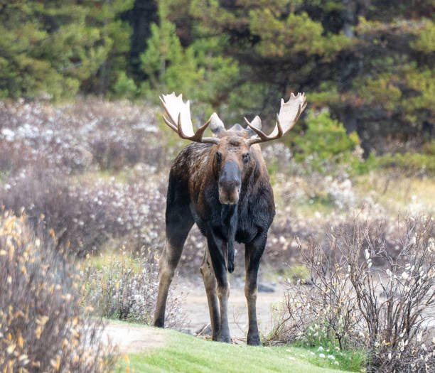 Northeastern Ontario Man Receives Lifetime Hunting Ban Following Moose Poaching Investigation