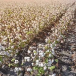 Cabinet Approves Rs 1,718 Crore MSP Funding for Cotton Corporation of India to Support 60 Lakh Farmers