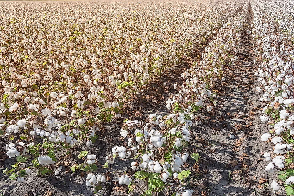 Cabinet Approves Rs 1,718 Crore MSP Funding for Cotton Corporation of India to Support 60 Lakh Farmers