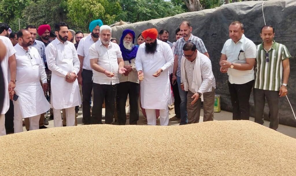 Over 24 LMT of wheat procured in Punjab; ₹647 crore credited to farmers