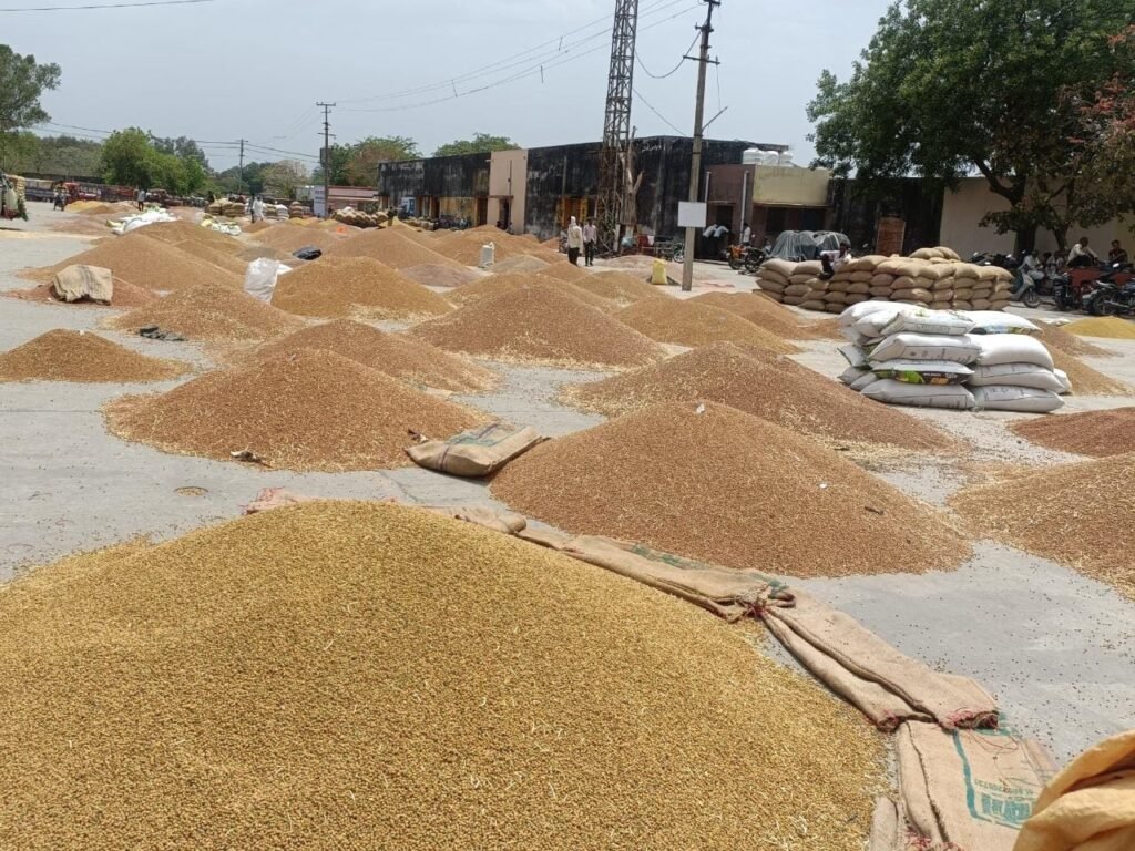 Over 39 lakh metric tonnes of wheat arrive in Haryana markets; Rs 188 crore paid to farmers